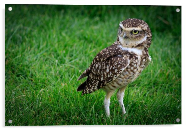 Burrowing owl (Athene cunicularia)  Acrylic by chris smith