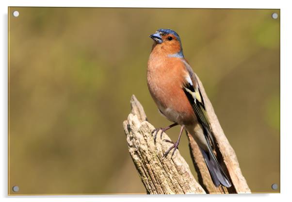 Chaffinch (Fringilla coelebs)   Acrylic by chris smith