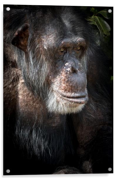 Chimpanzee  Acrylic by chris smith