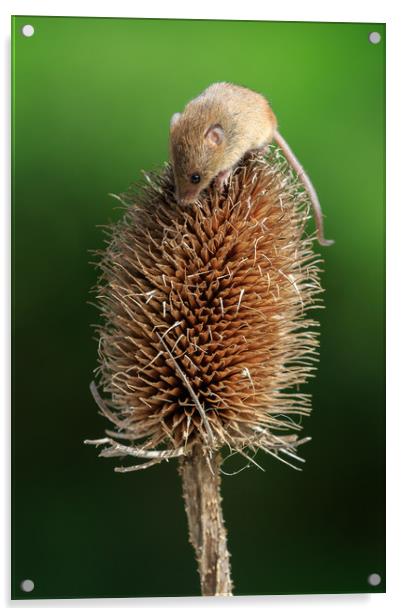 Harvest mouse  Acrylic by chris smith