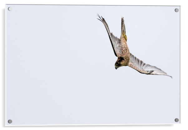 New zealand falcon (Falco novaeseelandiae)  Acrylic by chris smith