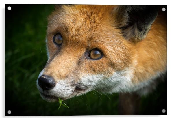 Red Fox (Vulpes vulpes)  Acrylic by chris smith