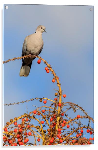 Collard Dove (Streptopelia decaocta)  Acrylic by chris smith