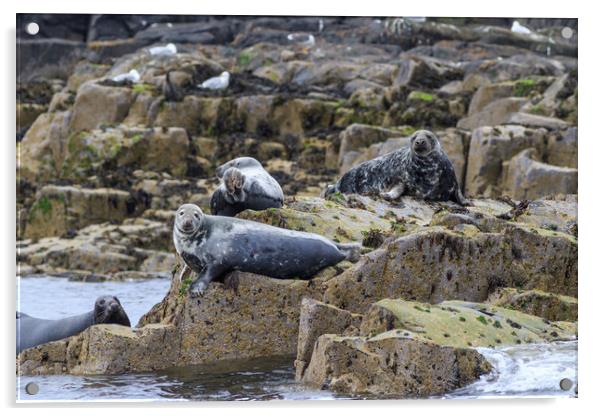 Grey seal      Acrylic by chris smith