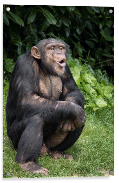 Chimpanzee         Acrylic by chris smith