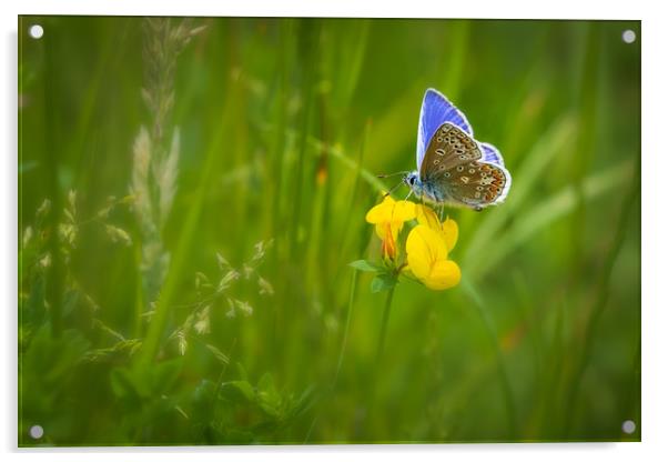 Common blue butterfly   Acrylic by chris smith