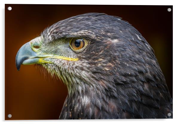 Grey buzzard eagle  Acrylic by chris smith