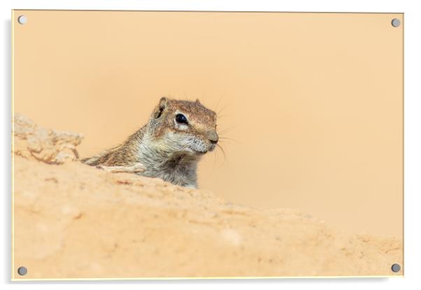  Barbary ground squirrel  Acrylic by chris smith
