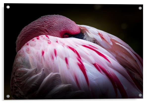 Flamingo   Acrylic by chris smith