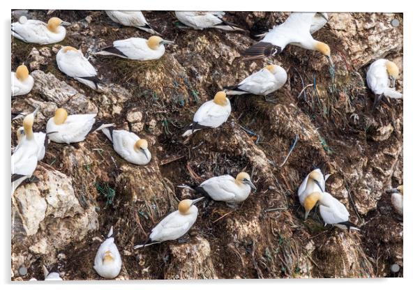 Gannets nesting  Acrylic by chris smith