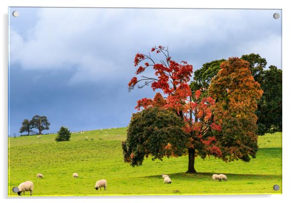 Autumn sheep  Acrylic by chris smith