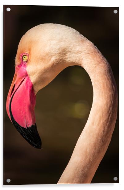 Flamingo                        Acrylic by chris smith