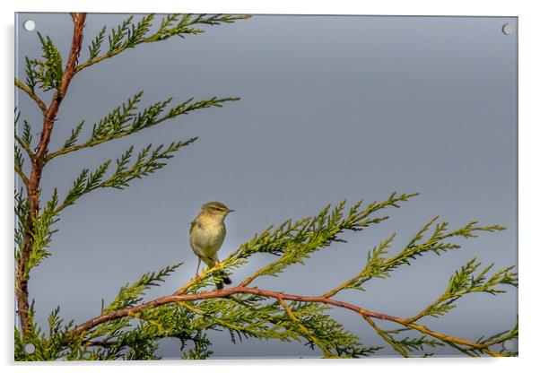 Willow warbler Acrylic by chris smith