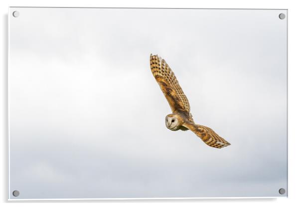 Barn owl Acrylic by chris smith