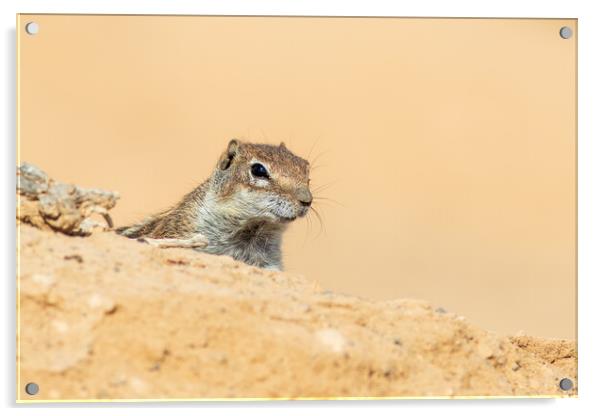  Barbary ground squirrel Acrylic by chris smith