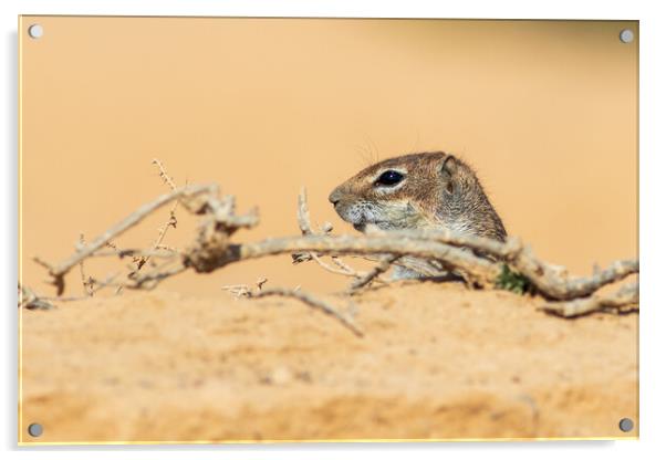  Barbary ground squirrel Acrylic by chris smith