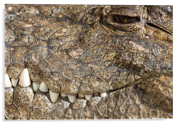 Crocodile  Acrylic by chris smith