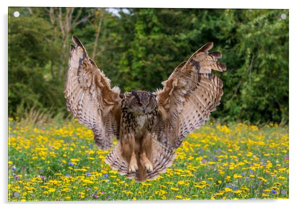 Eagle owl  (Bubo bubo) Acrylic by chris smith