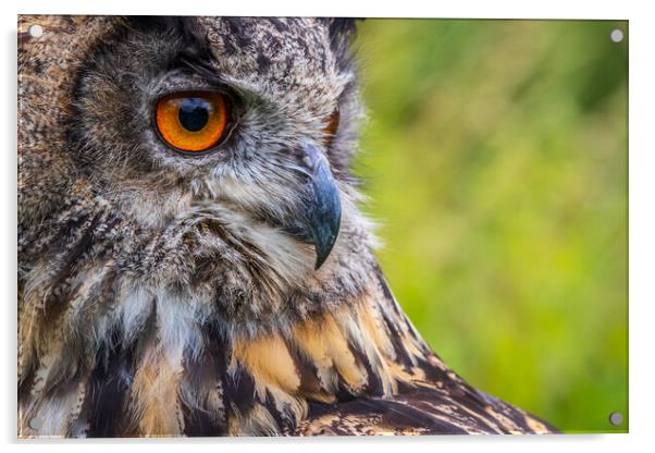 Eagle owl  (Bubo bubo) Acrylic by chris smith