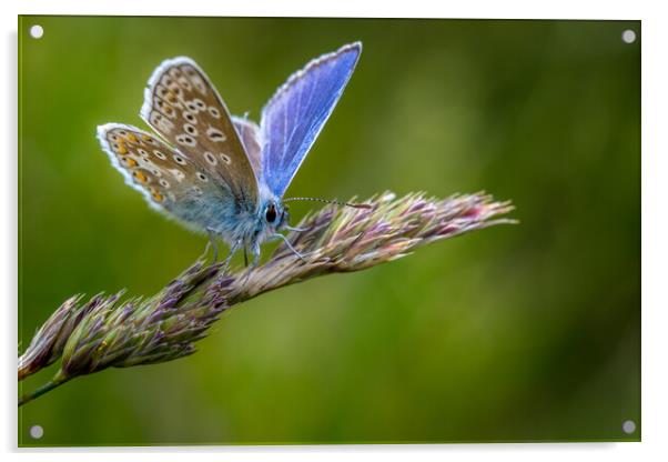 Common Blue butterfly (Polyommatus icarus) Acrylic by chris smith