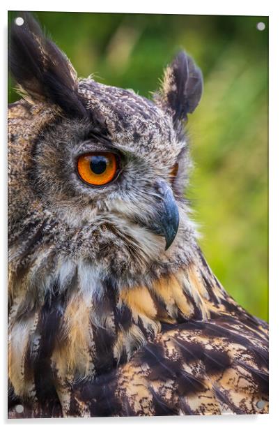 Eagle owl  (Bubo bubo) Acrylic by chris smith