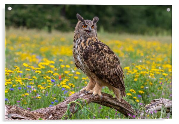 Eagle owl  (Bubo bubo) perched  Acrylic by chris smith