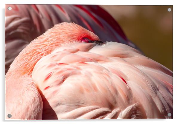 Flamingo Acrylic by chris smith