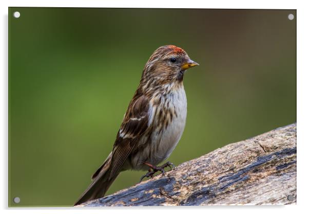 lesser redpoll  (Acanthis cabaret) Acrylic by chris smith