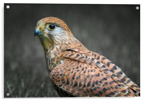 kestrel Acrylic by chris smith