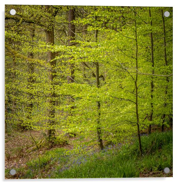 Bluebells (Hyacinthoides non-scripta)  Acrylic by chris smith