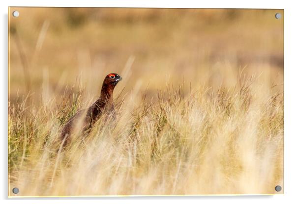 Red grouse (Lagopus lagopus) Acrylic by chris smith