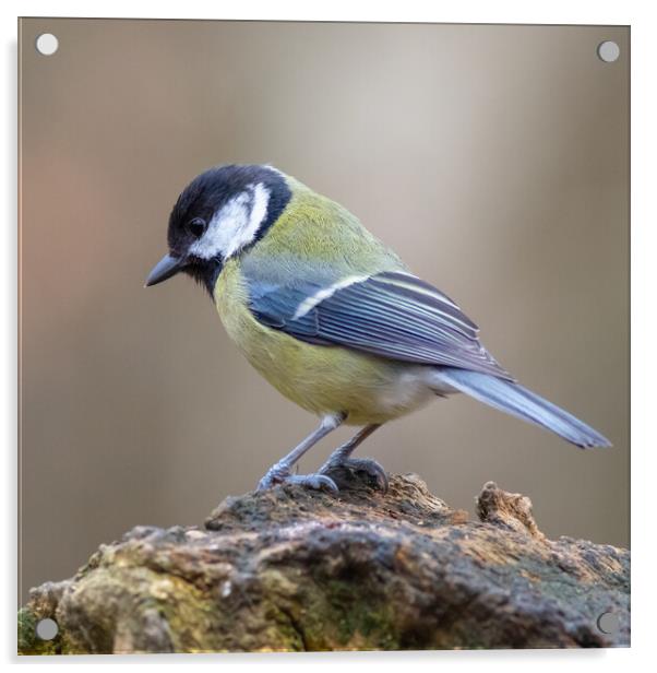 Great tit (Parus major) Acrylic by chris smith