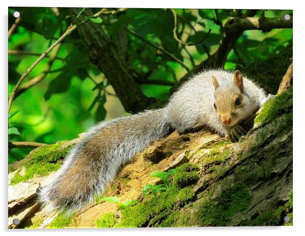 Contented Squirrel  Acrylic by diane daglish