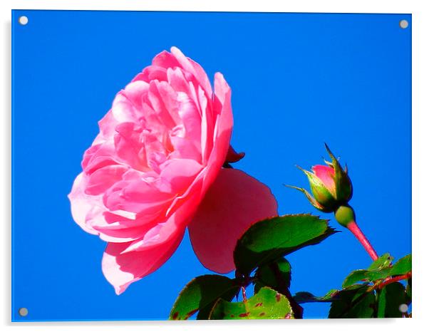 Pink rose  Acrylic by diane daglish