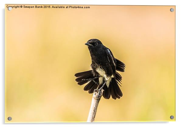 Pied Bush Chat Acrylic by Swapan Banik