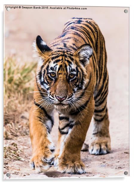 Cub of Tigress Noor, Ranthambore Acrylic by Swapan Banik