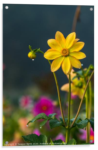 Yellow colored Dahlia coccinea with morning dew on petals Acrylic by Swapan Banik