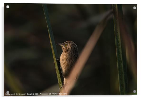 Striated Babbler perched  Acrylic by Swapan Banik