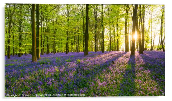 Late Bluebell Woodland Acrylic by Stewart Mckeown