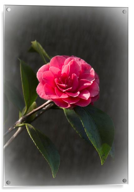 Pink Camellia Acrylic by Philip Enticknap