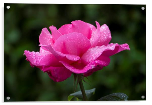 Vivid Pink Rose  Acrylic by Philip Enticknap