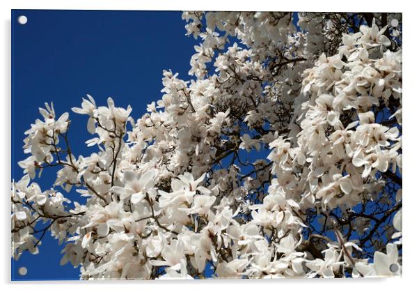 White magnolia tree in blossom Acrylic by Philip Enticknap