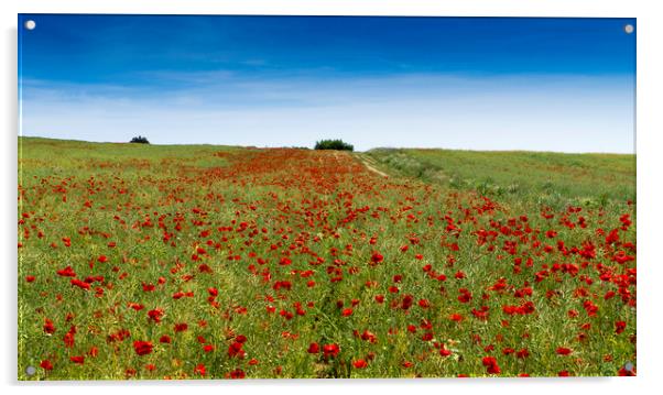 Poppy Field near Guildford Surrey  Acrylic by Philip Enticknap