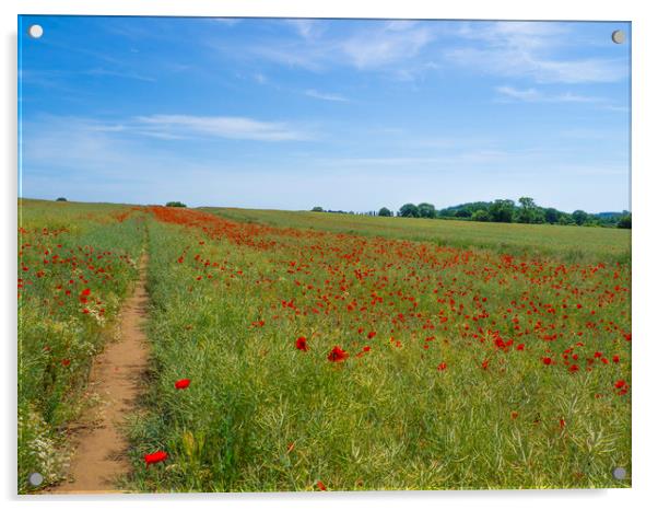Poppy Field near Guildford Surrey  Acrylic by Philip Enticknap