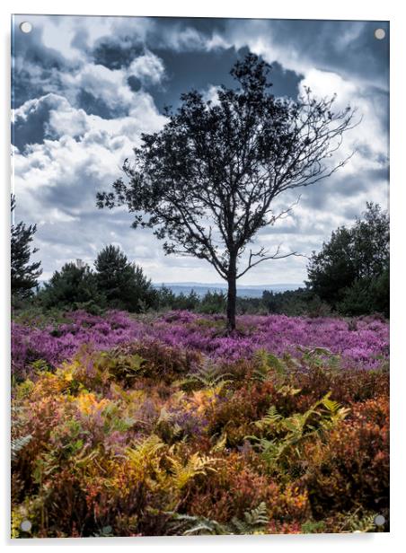 A lone  tree amongst the heather  Acrylic by Philip Enticknap
