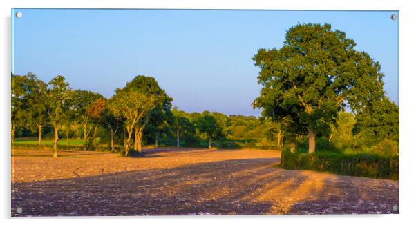 Late summer evening light  Acrylic by Philip Enticknap