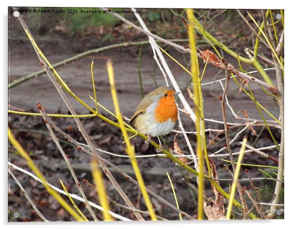  Robin looking at you Acrylic by Adam Taylor