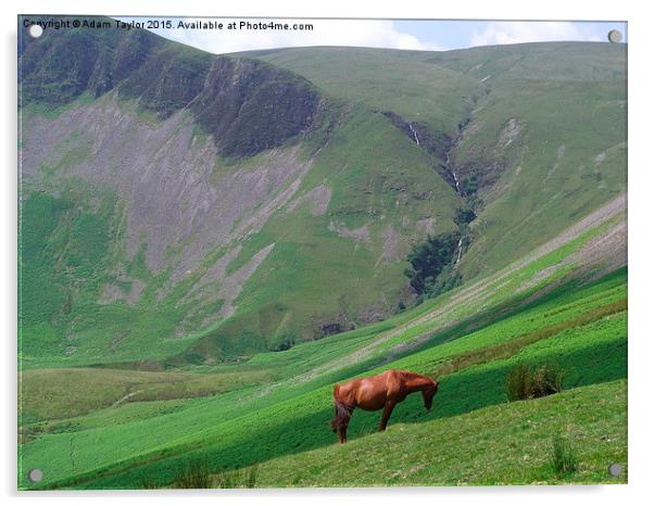  Horse at Cautley spout Acrylic by Adam Taylor