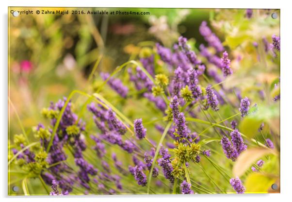 British Lavender  Acrylic by Zahra Majid