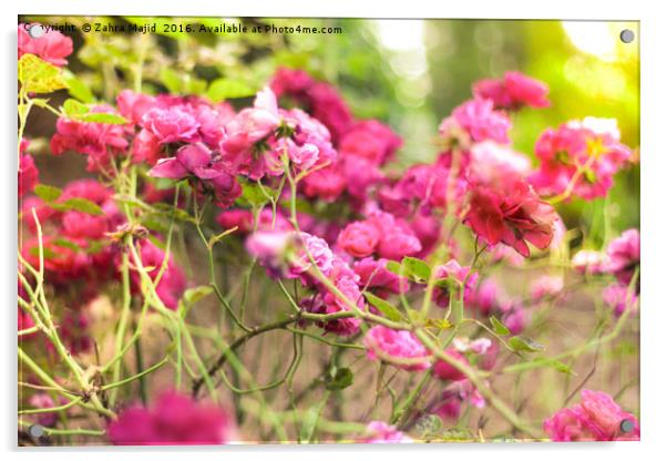 Dark Pink Roses Acrylic by Zahra Majid